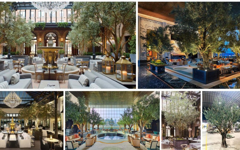 Olive trees in a rooftop restaurant in New York, from the project highlights book