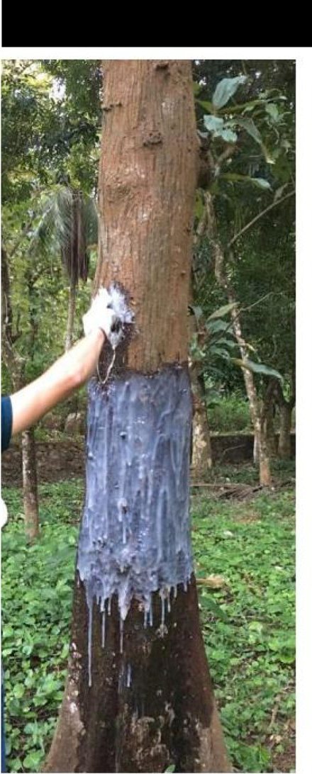 A coating being brushed onto the trunk of a living tree in a forest