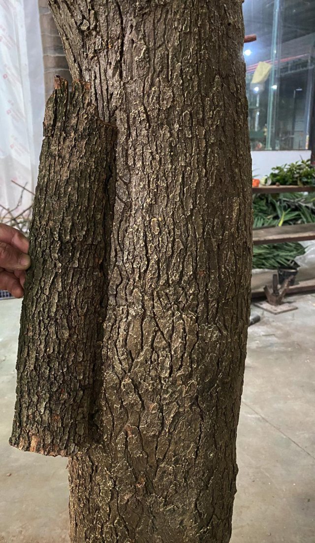 A finished trunk with deep, realistic bark texture