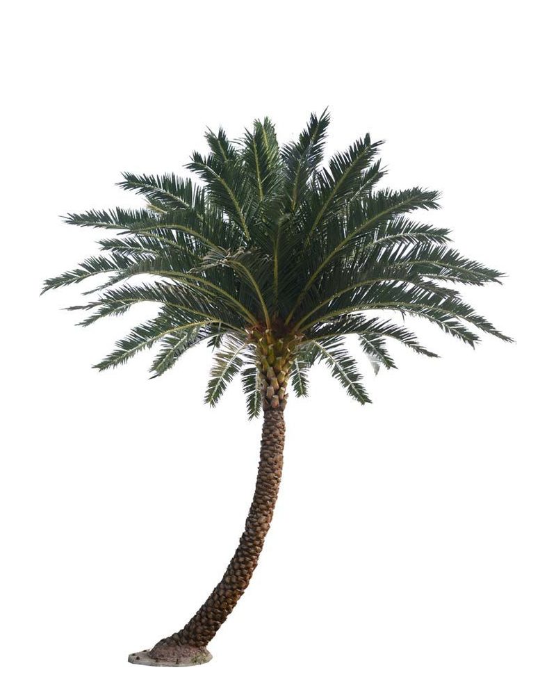 Artificial date palm with a gently curved trunk